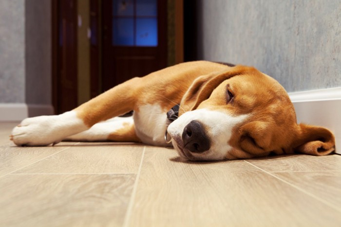 床で気持ちよさそうに寝ている犬