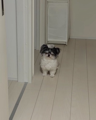 ヨボヨボ