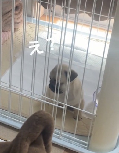 振り向く犬