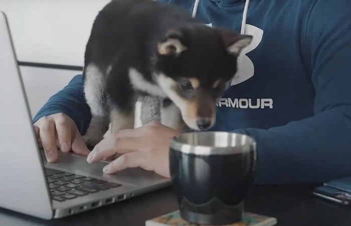 PCの前の犬の横顔