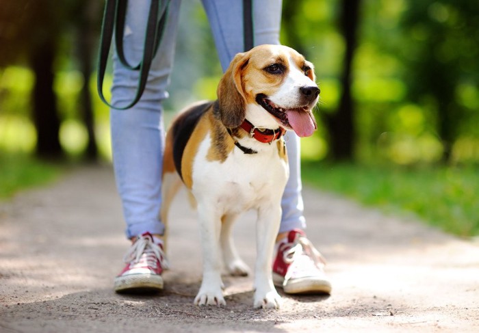 散歩中の犬