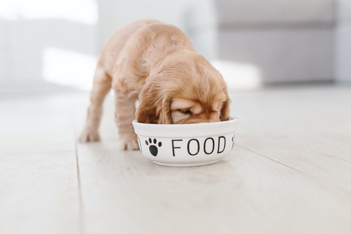 ご飯を食べているEコッカーの仔犬