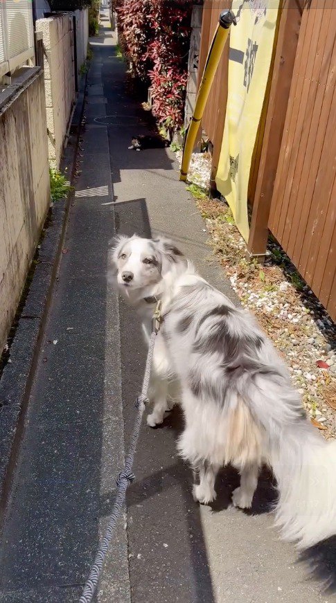 飼い主をふり返る犬