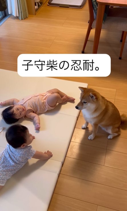 マットに寝転がる双子の赤ちゃんを見つめる柴犬