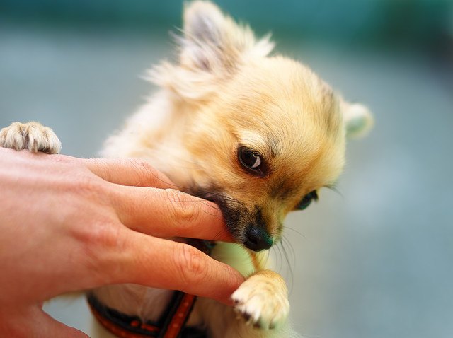 手にじゃれつき甘噛みする子犬