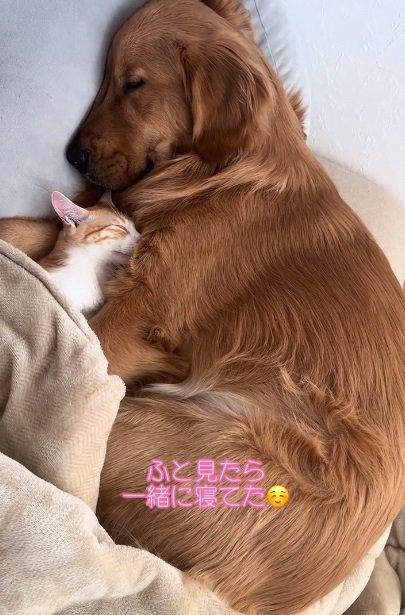 一緒に寝るチョコビくんと諭吉くん