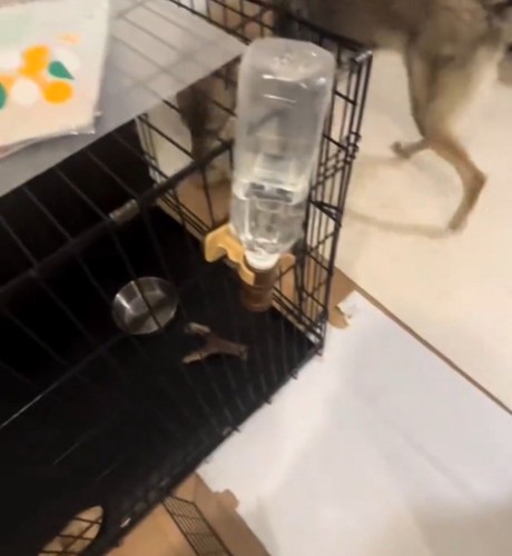 ケージの前へやってきた犬