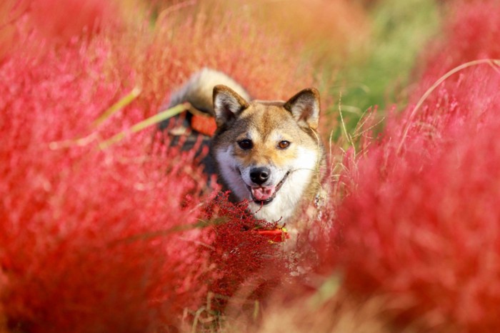 コキアの中の柴犬