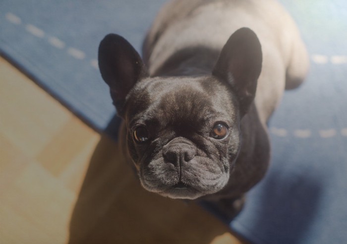 犬とのアイコンタクト