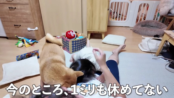 2人そろってパパの体の上に…