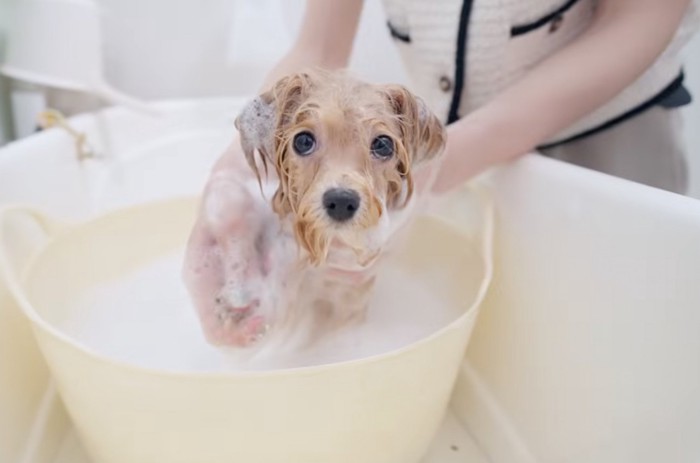 シャンプーをされて目を丸くしている犬