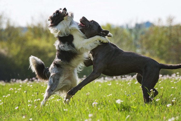 犬と犬がじゃれている