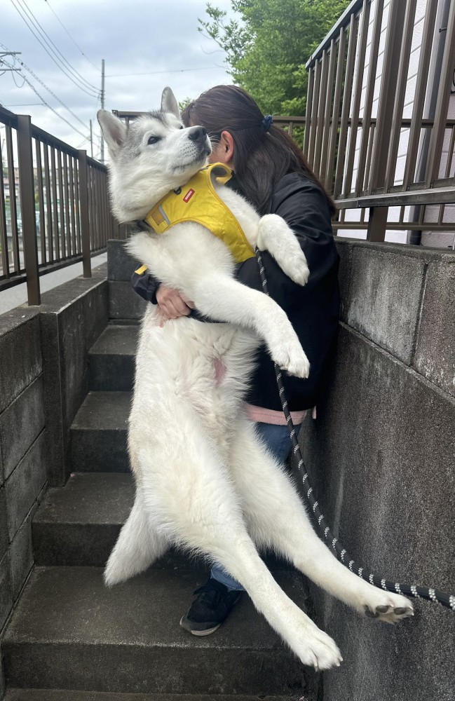 ハスキー