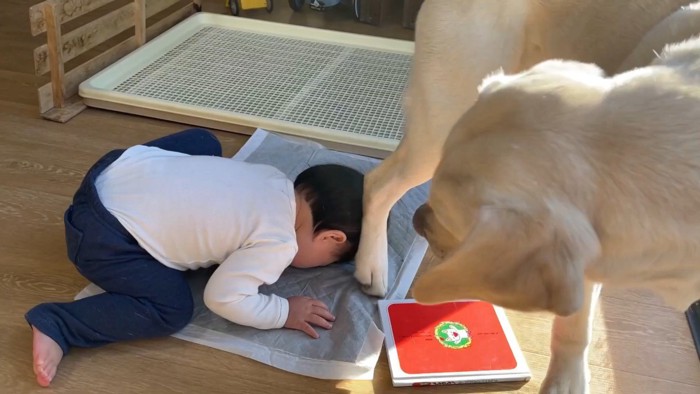 転んでしまいました!