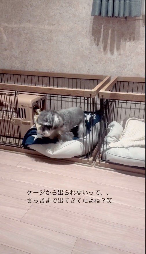 ケージの入り口から部屋の中を見る犬