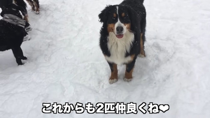 雪の上のアデルちゃん