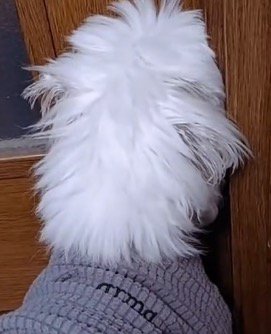 部屋のドアを見つめる犬