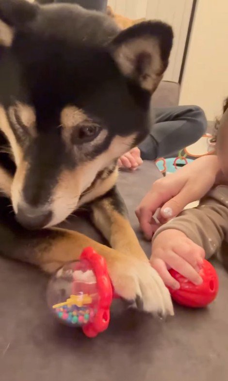 おもちゃを奪った麦ちゃん4