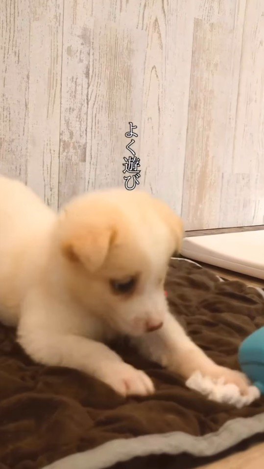おもちゃに前足をかける小さな子犬