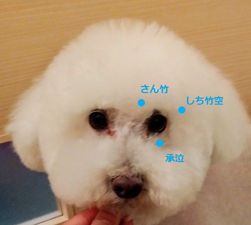 白い犬 顔アップ ツボ名称