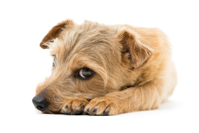 うつ伏せでこちらを見る犬