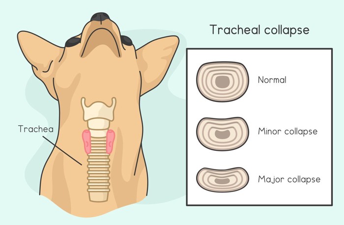 犬の気管虚脱のイラスト