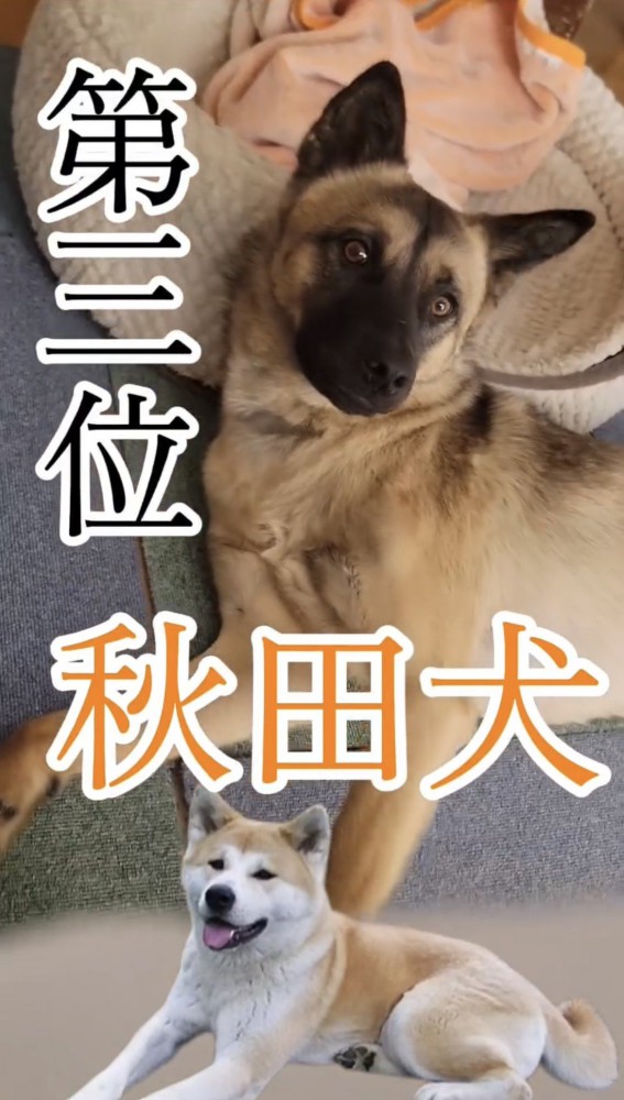 くつろぐ犬