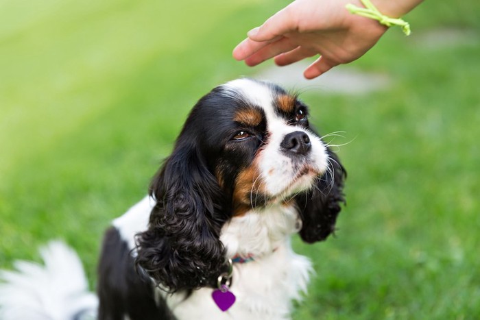 頭の上に手をかざされている犬