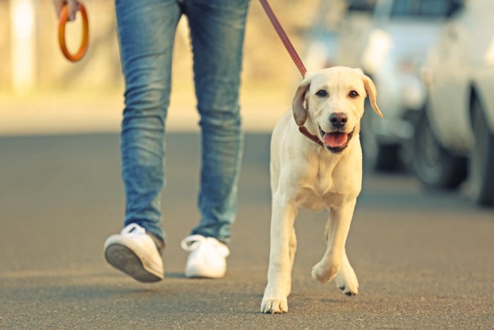 散歩している犬と男性