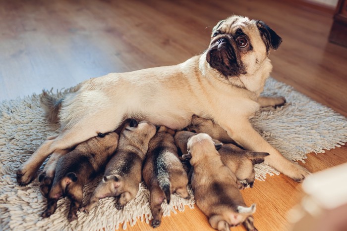 生まれて間もない子犬たちに授乳するパグの母犬