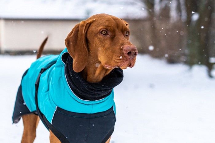 雪の中で服を着て佇む犬