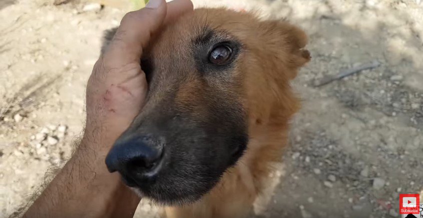 手の中に顔を寄せる犬