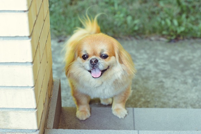 お出迎えをする犬