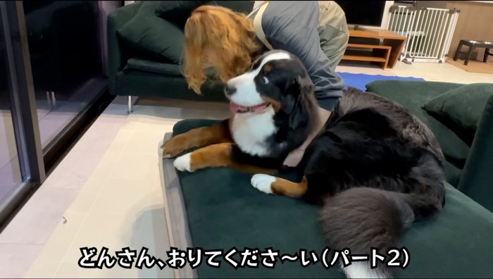 飼い主によって、ソファから降ろされる犬