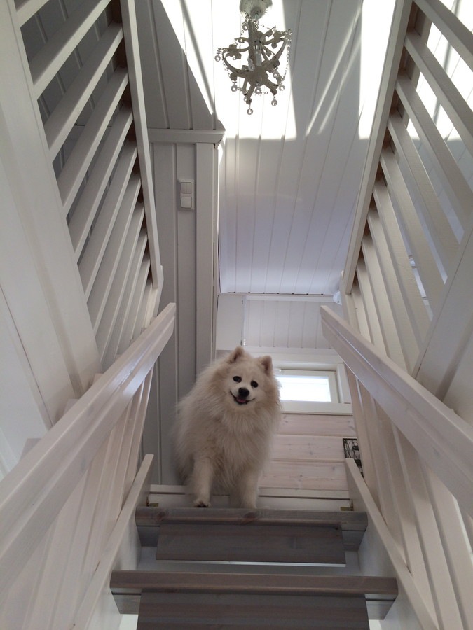 階段から見下ろしている犬