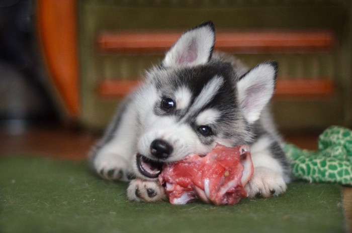 肉を食べる子犬