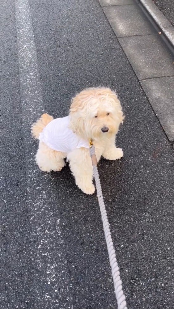 道端に座る犬