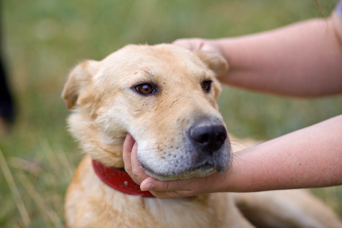 耳を後ろに倒して撫でられている犬