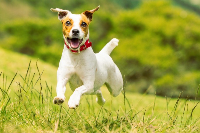 笑顔で走っている犬