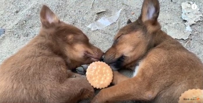 鼻先に置かれたクッキー