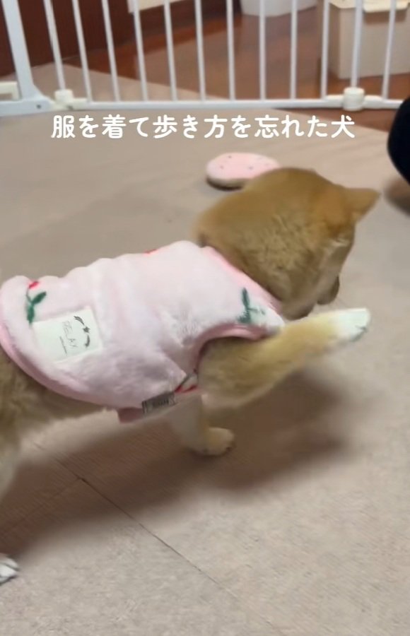 可愛い小雪ちゃん