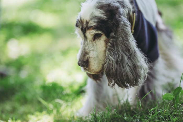 芝生の上の老犬