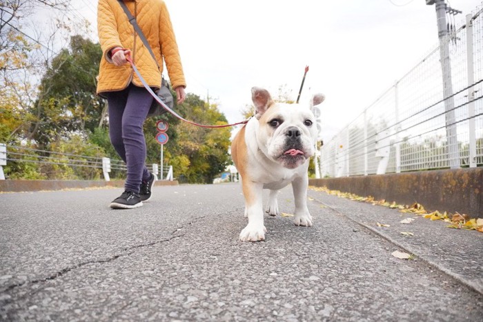 イングリッシュブルの子犬