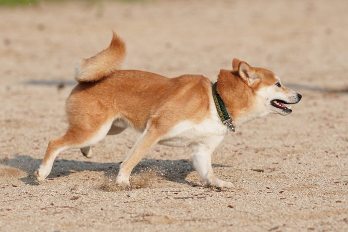 走る柴犬の旋回