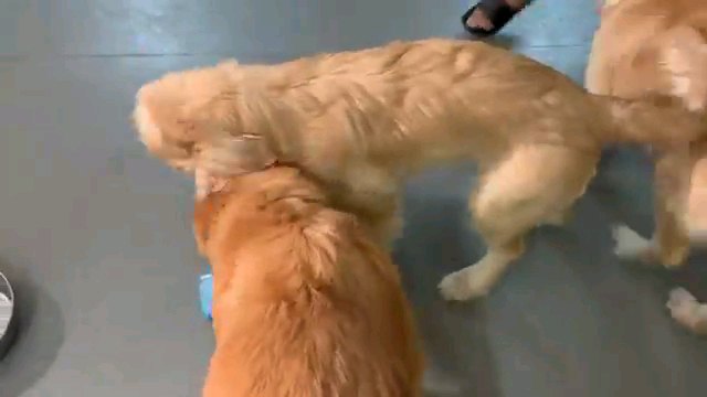 二匹の犬の後ろ姿