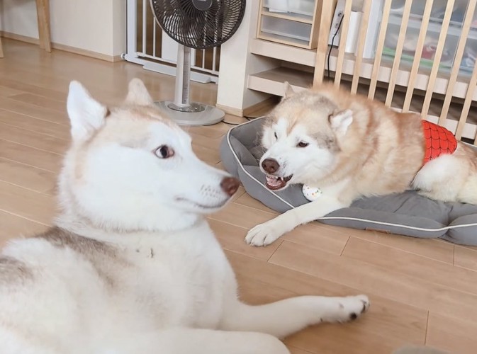 ハスキー