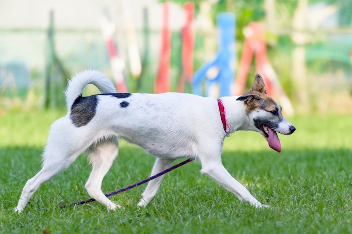 赤い首輪とリードをつけて芝生の上を歩く犬