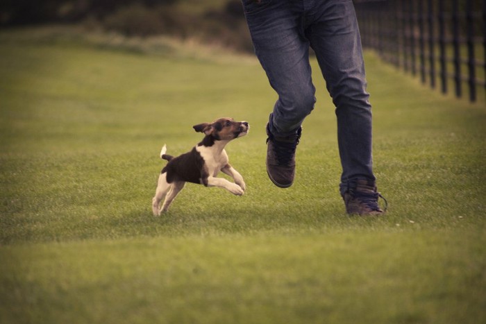 人の足元に走り寄る犬