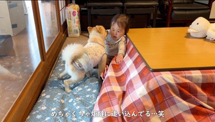 犬に近寄られて表情を強ばらせる赤ちゃん