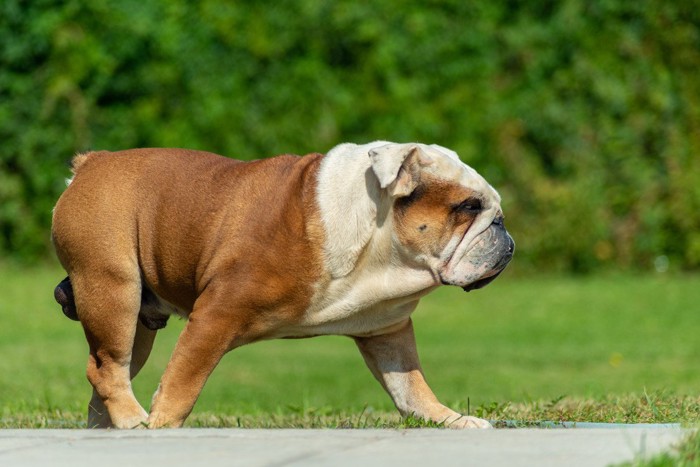 ゆっくり散歩する犬